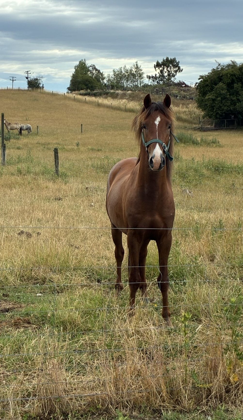 Gallery image: Archer