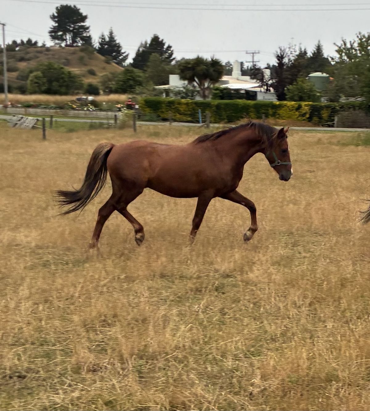 Gallery image: Archer