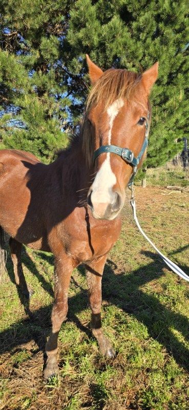 Gallery image: Archer