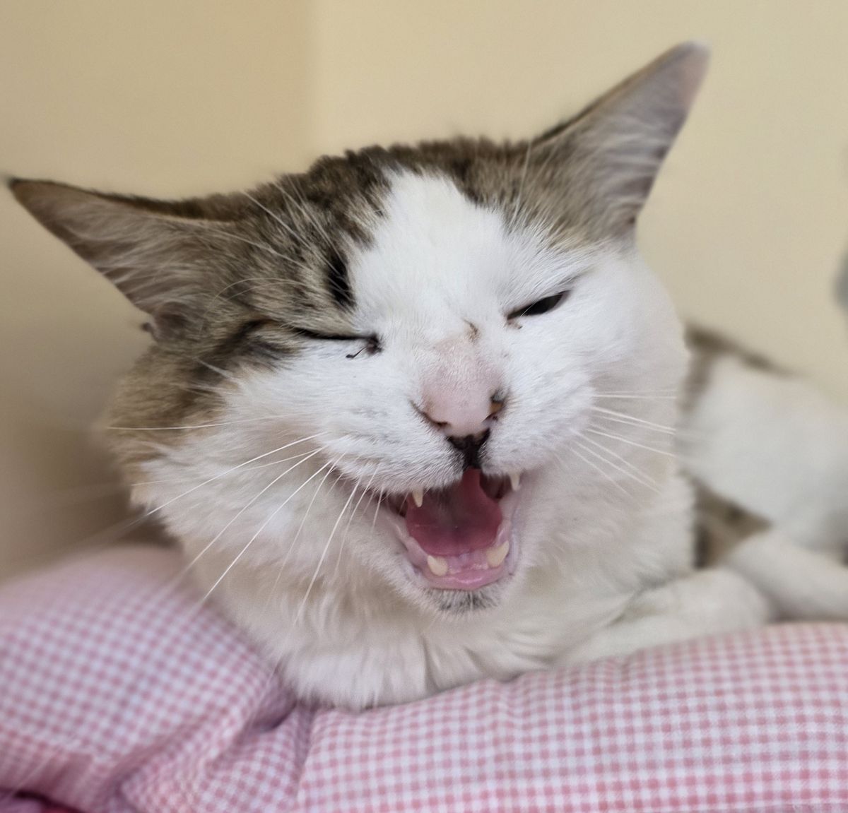 Gallery image: Pixel