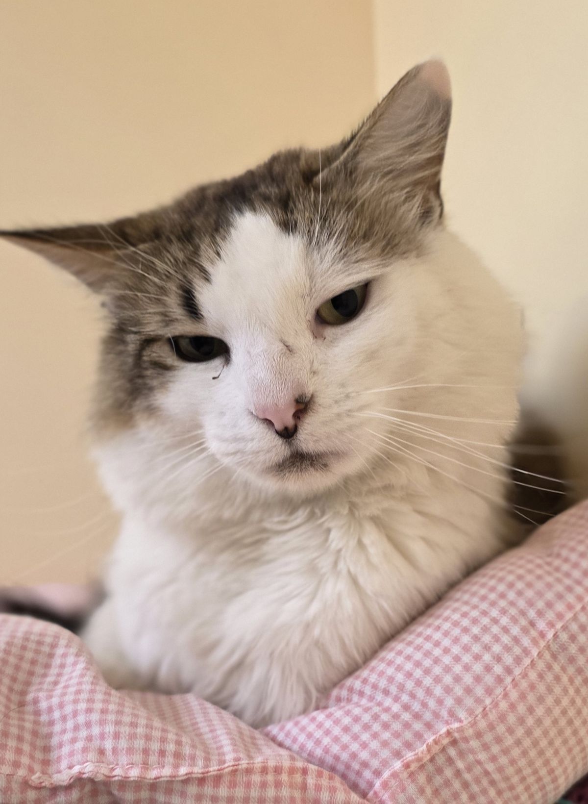 Gallery image: Pixel