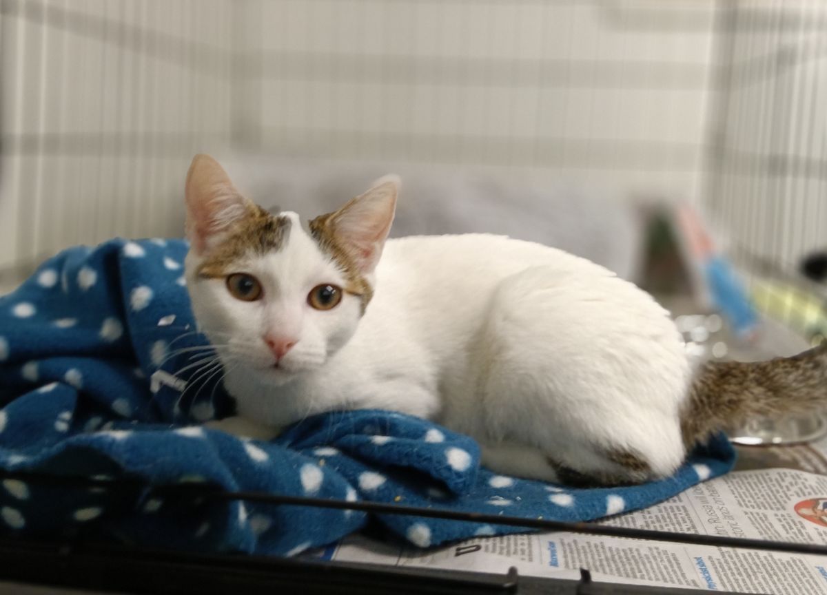 Gallery image: Marshmallow