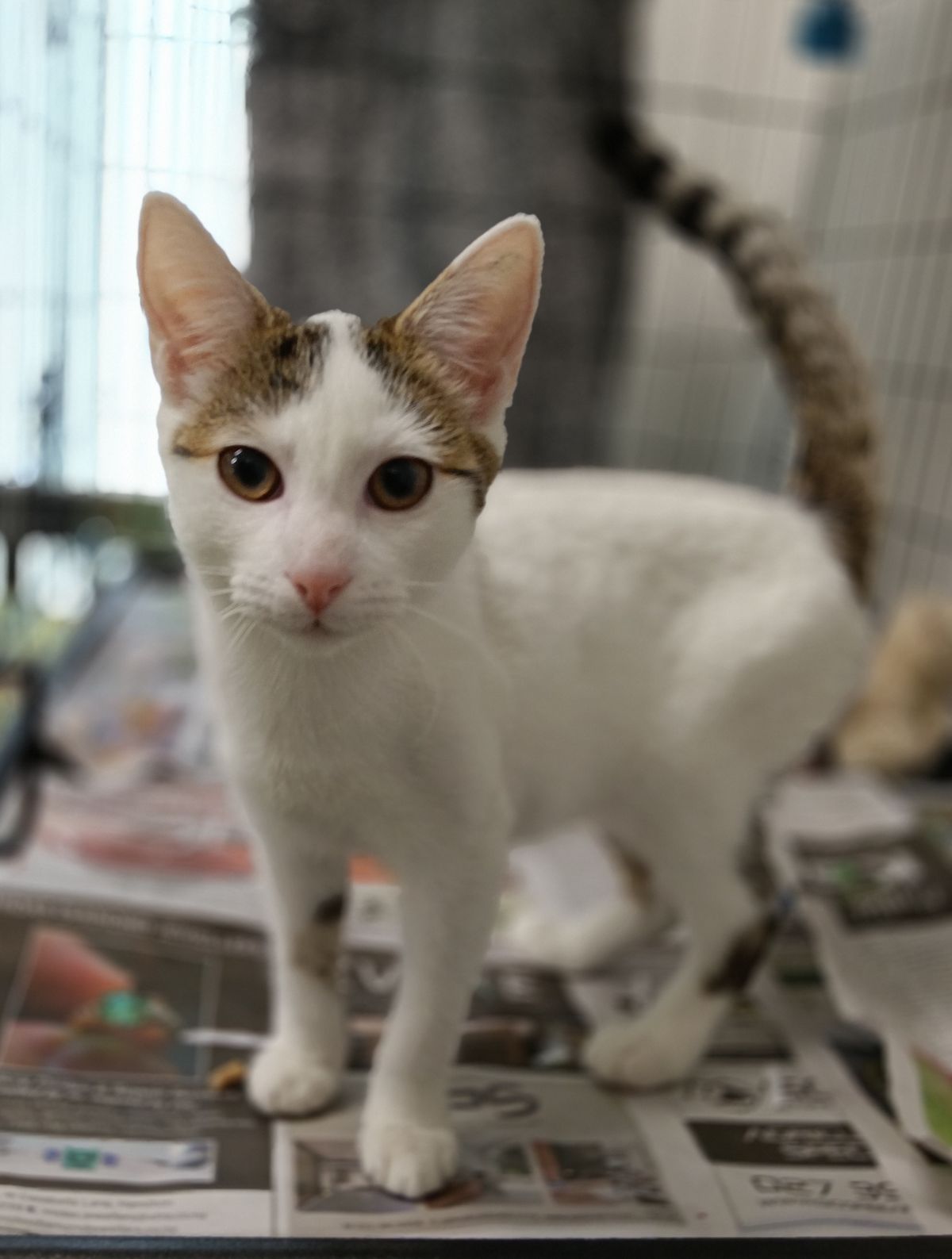 Gallery image: Marshmallow