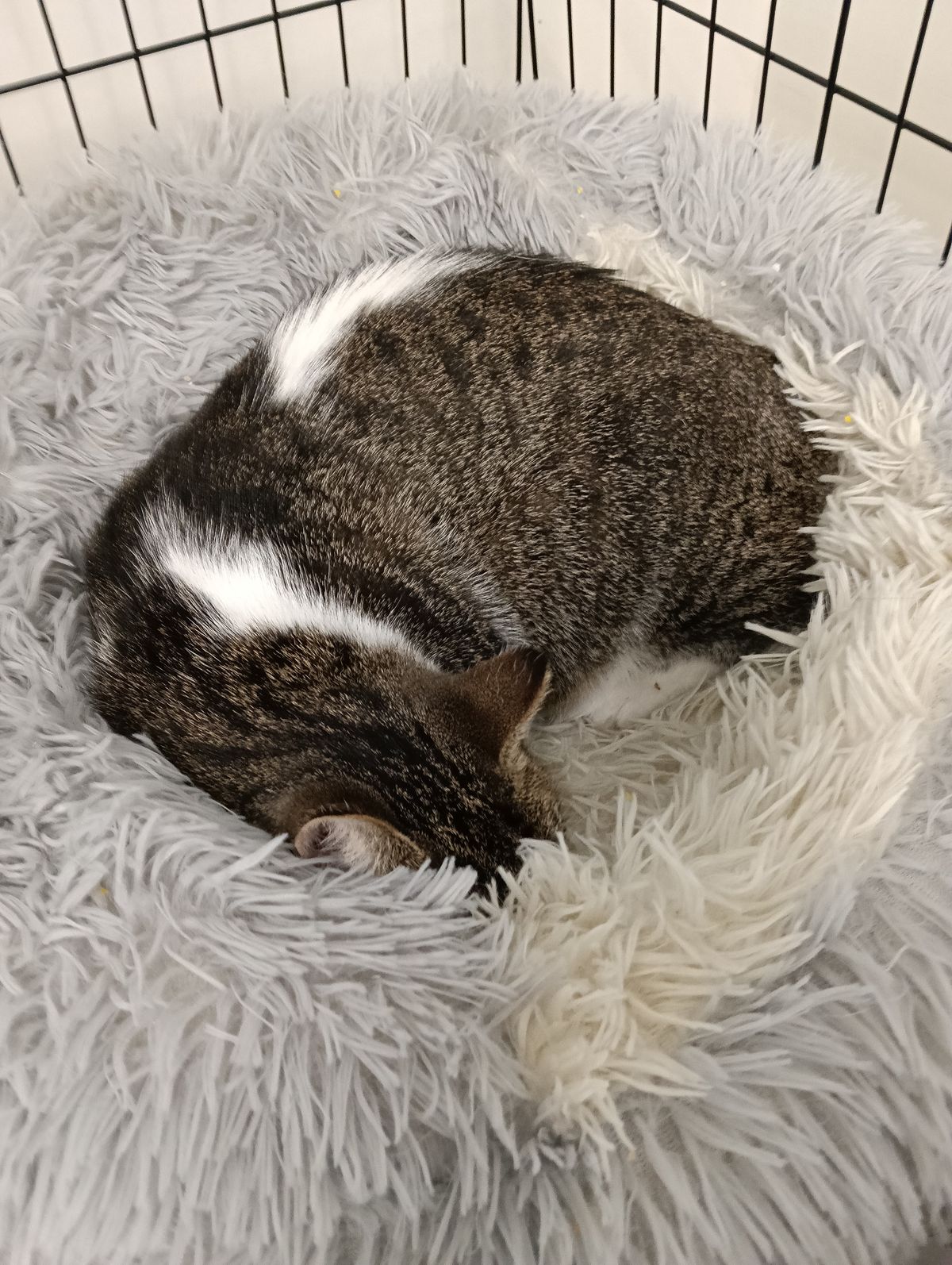 Gallery image: Muffin