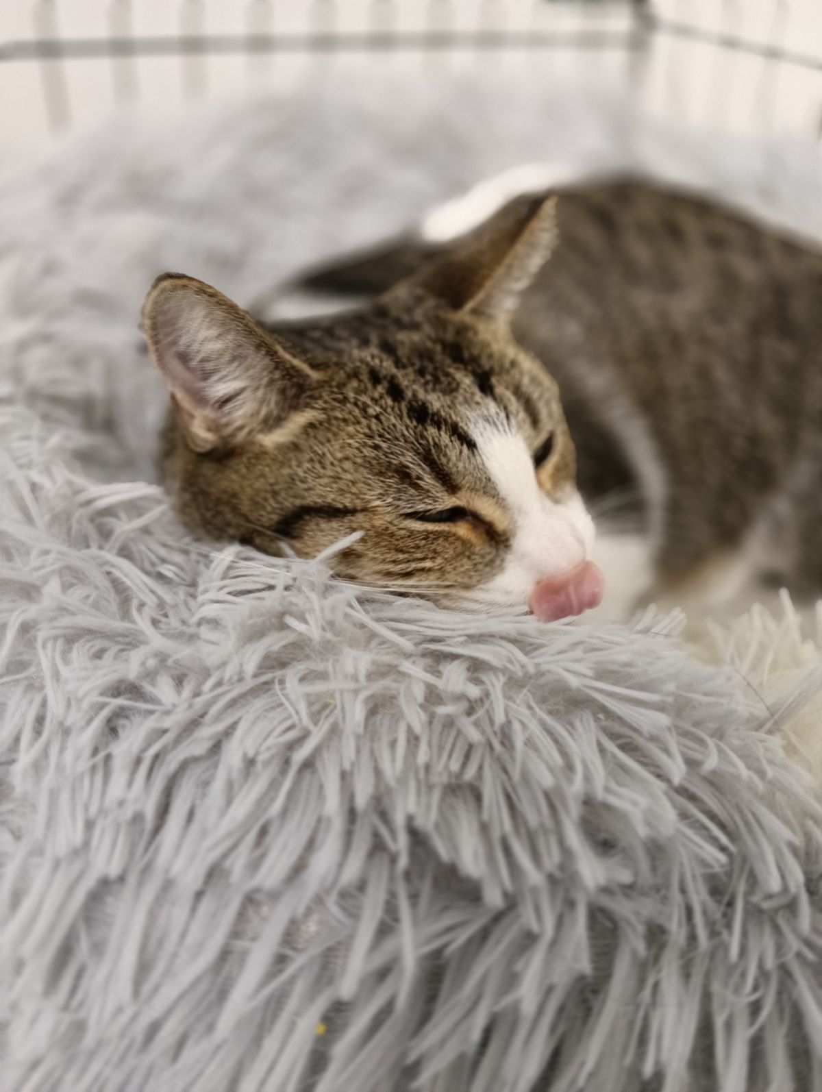 Gallery image: Muffin