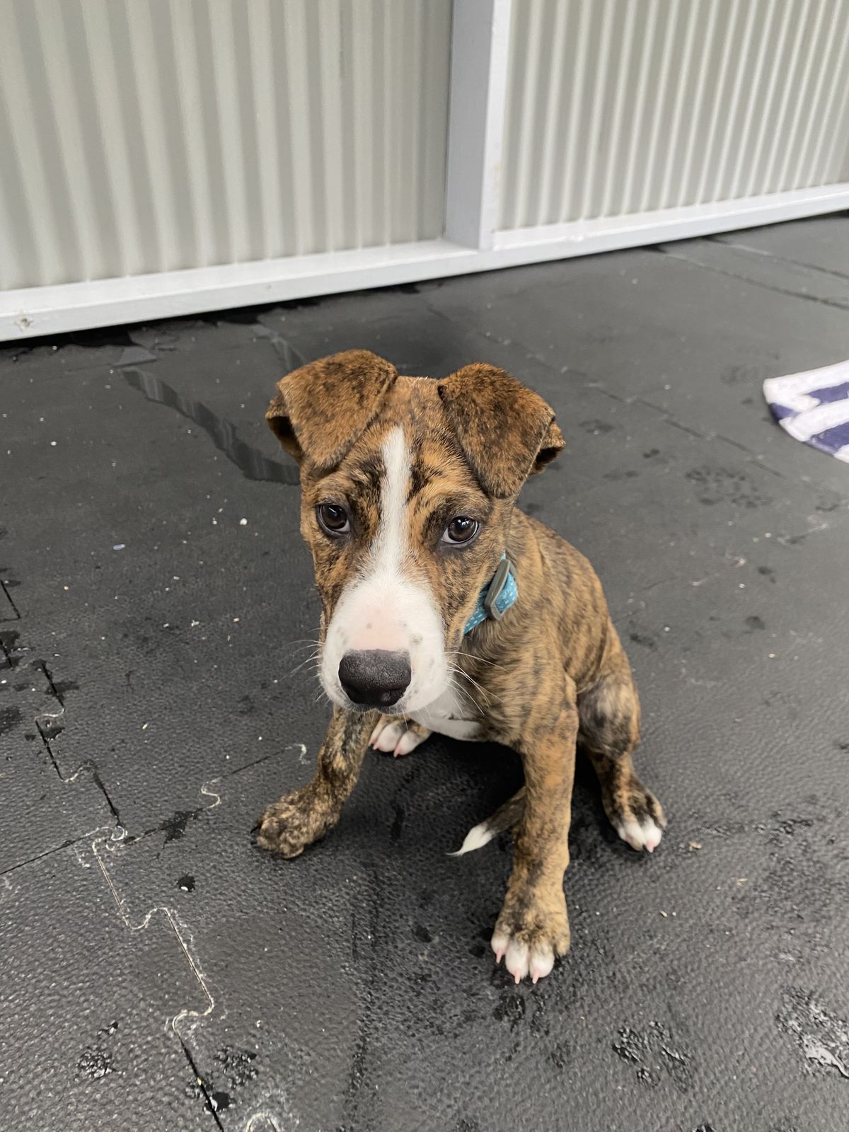 Gallery image: Rosalie 