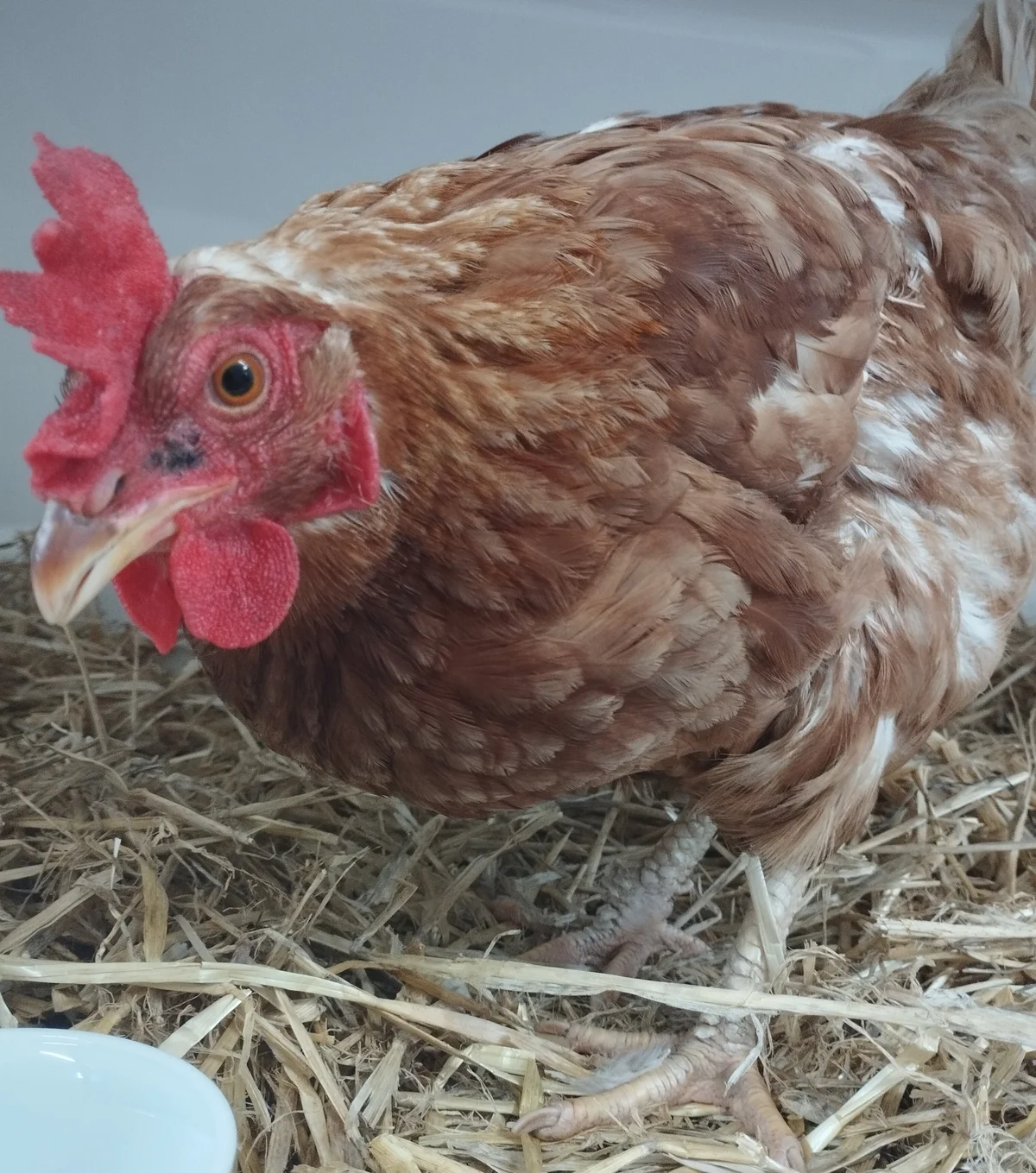 Gallery image: Goosey Vasaleeny