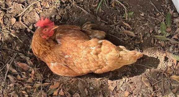 Gallery image: Goosey Vasaleeny