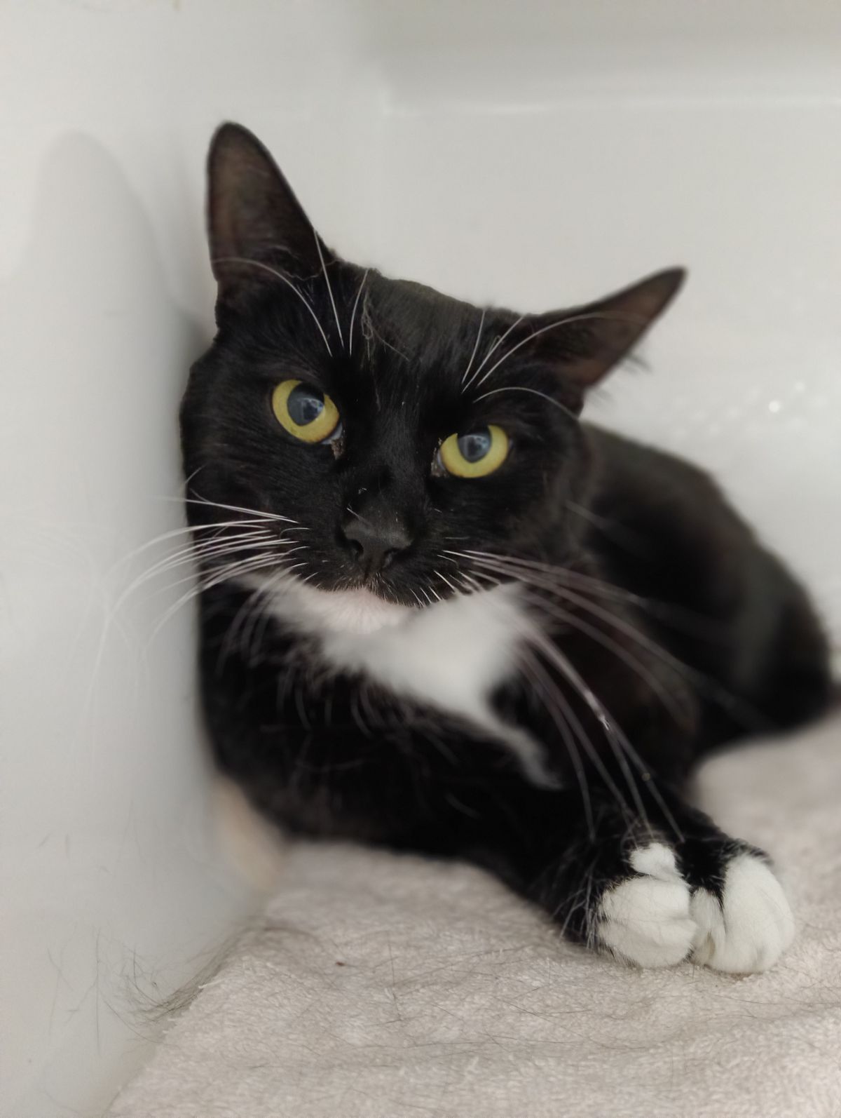 Gallery image: Piper