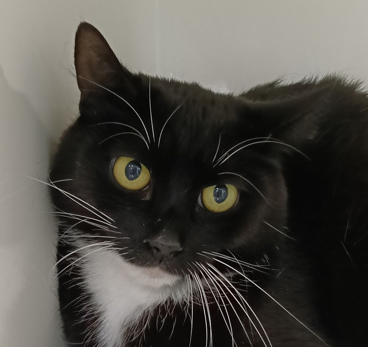 Gallery image: Piper