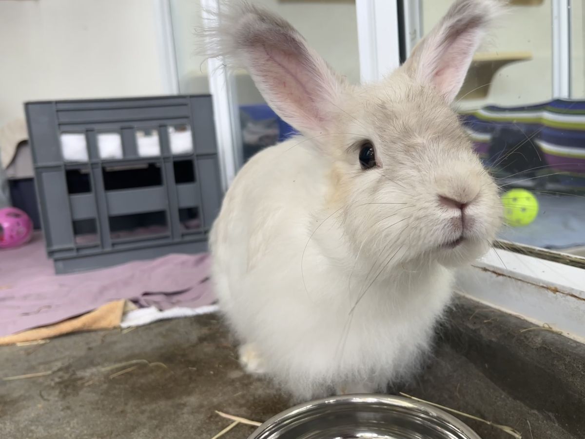 Gallery image: Harper