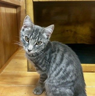 Gallery image: Joyce 