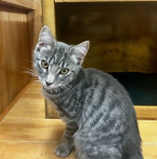 Joyce  - Domestic Medium Hair