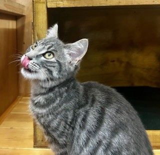 Gallery image: Joyce 