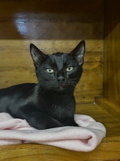 Lang - Domestic Short Hair