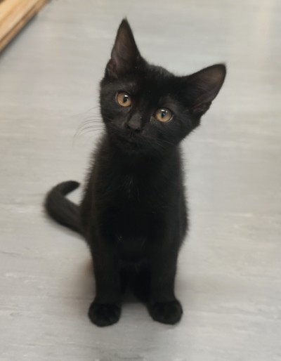 Bonbon - Domestic Short Hair