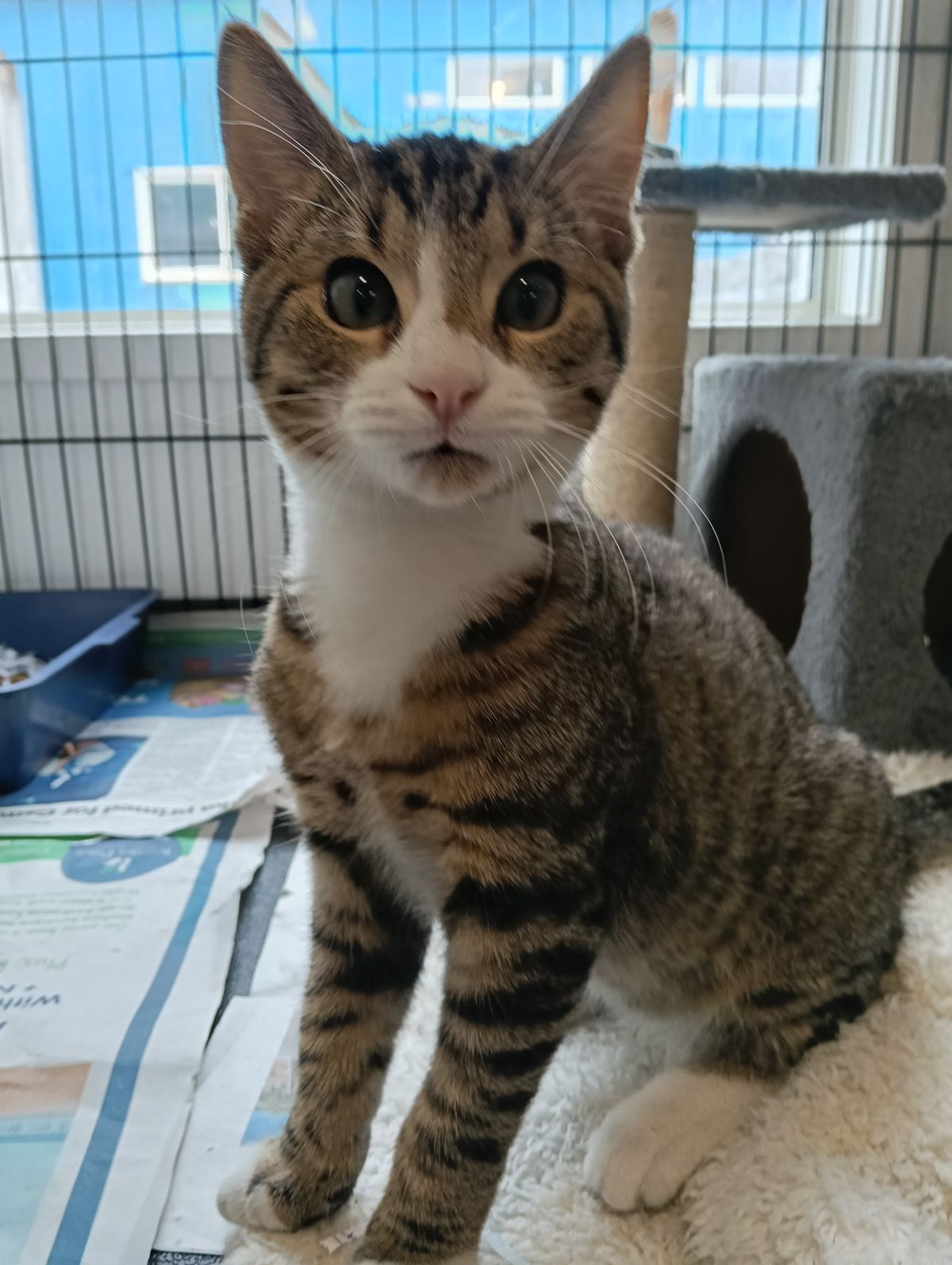 Gallery image: Shane Van Gisbergen