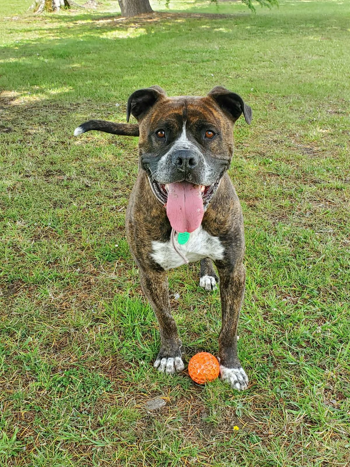 Gallery image: Arnie