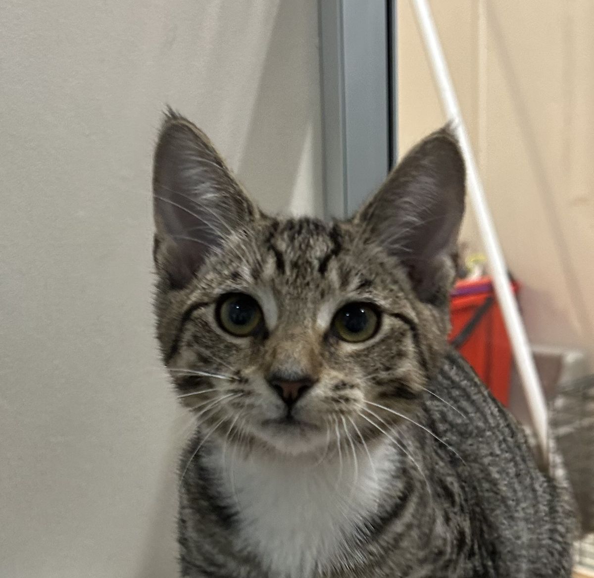 Gallery image: Clara