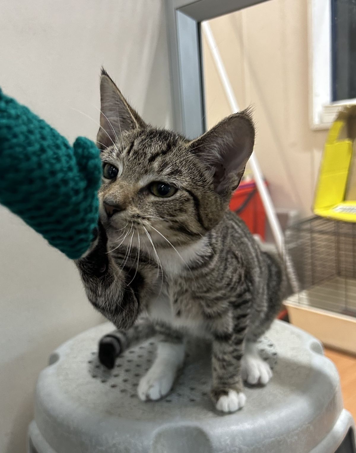 Gallery image: Clara