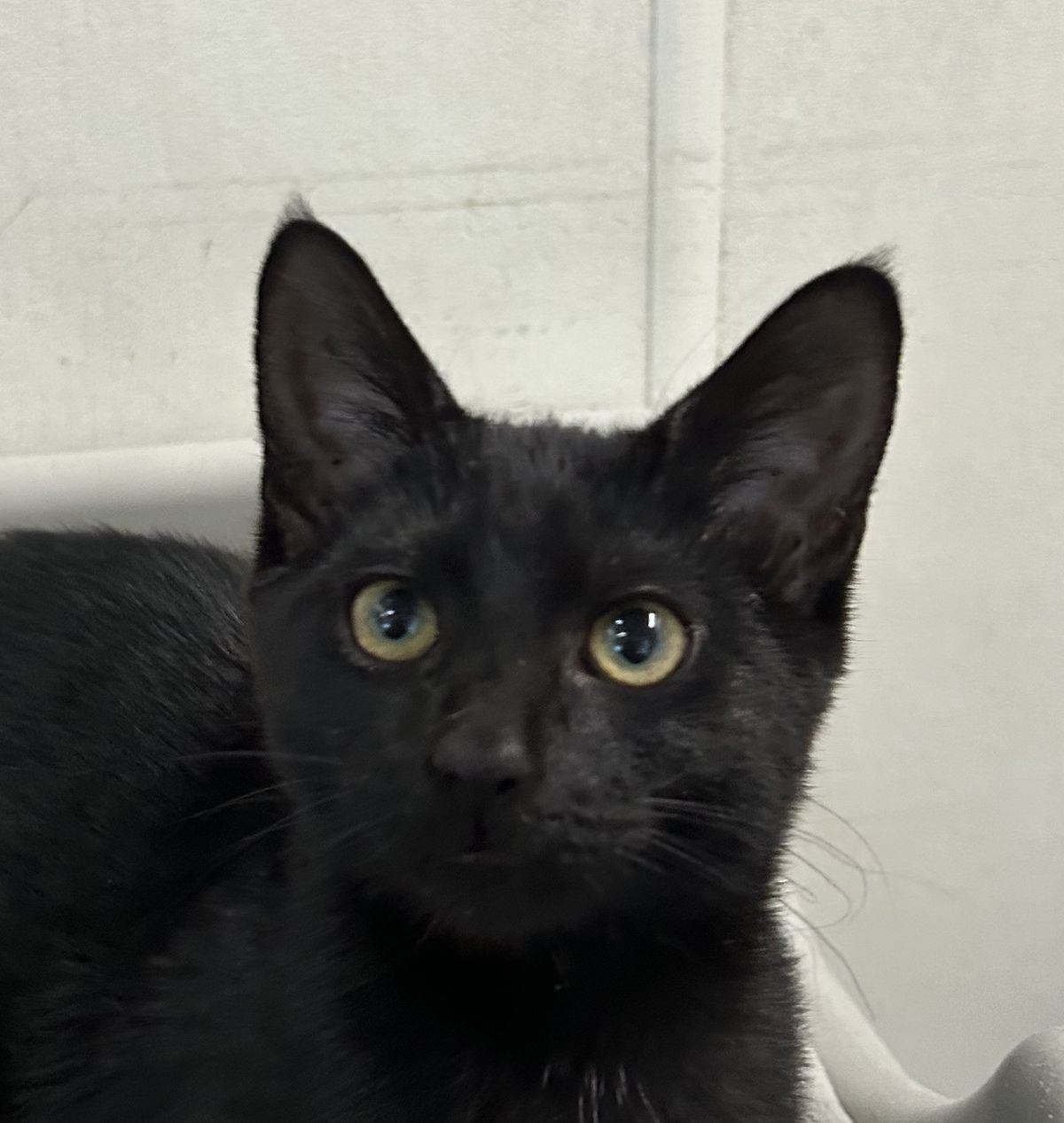 Gallery image: Fudge