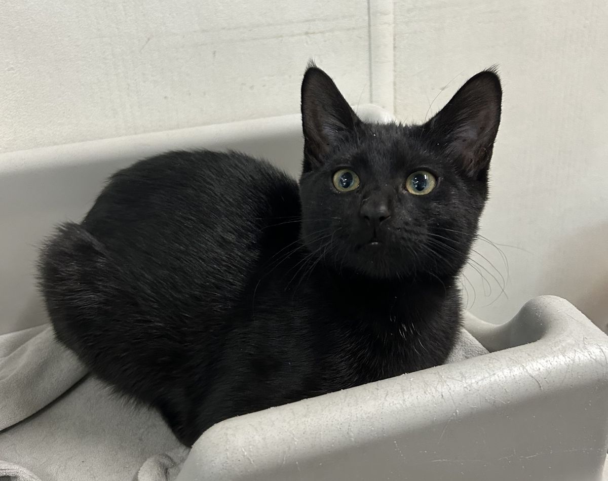 Gallery image: Fudge