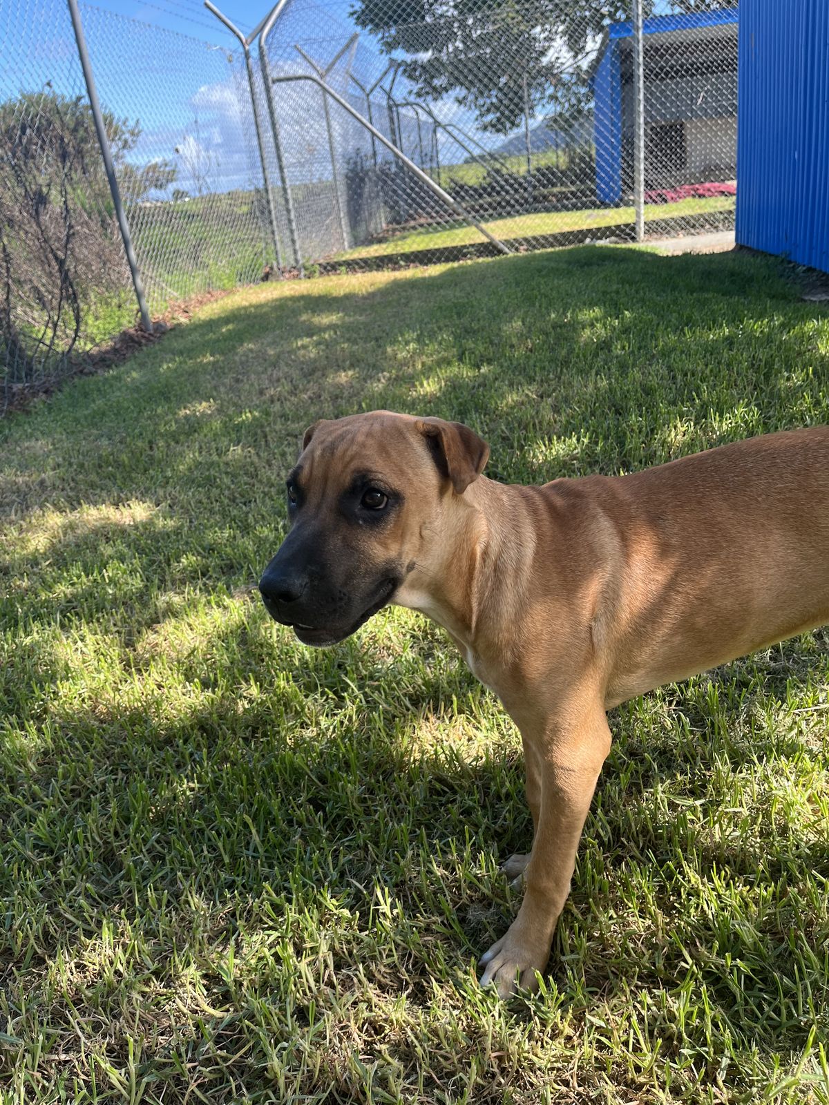 Gallery image: Cashew