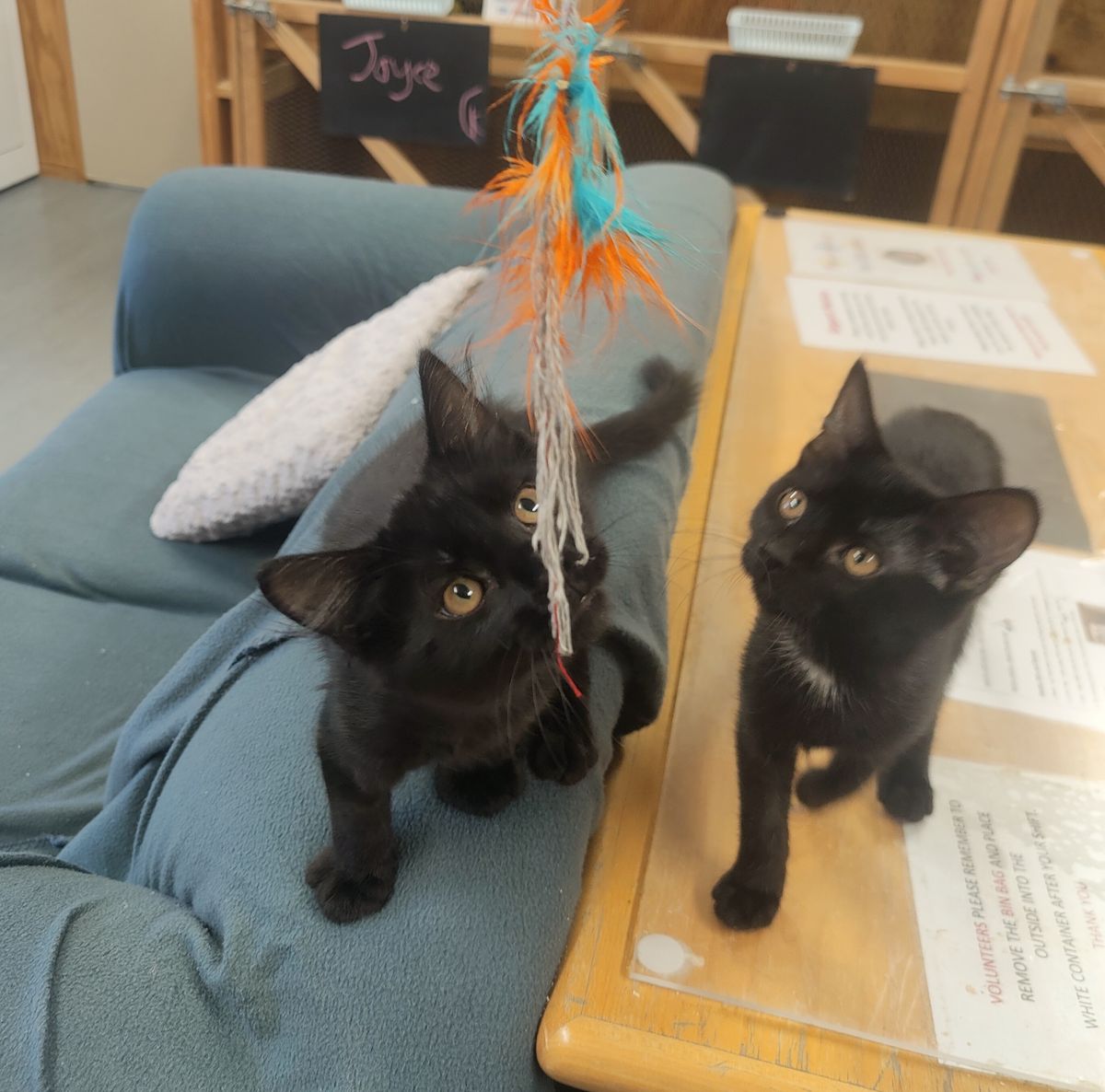 Gallery image: Licorice