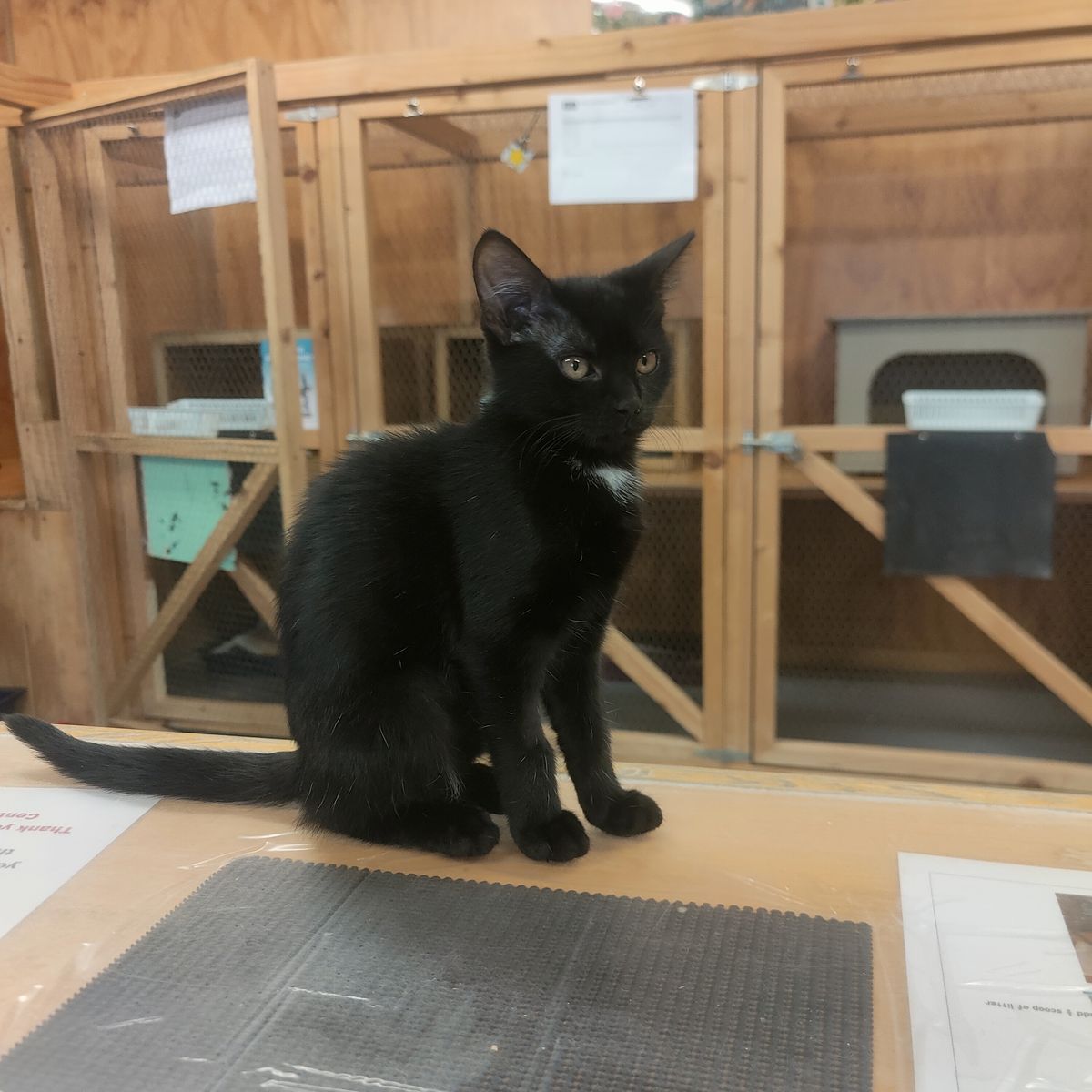 Gallery image: Aniseed