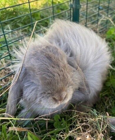 Gallery image: Gandalf