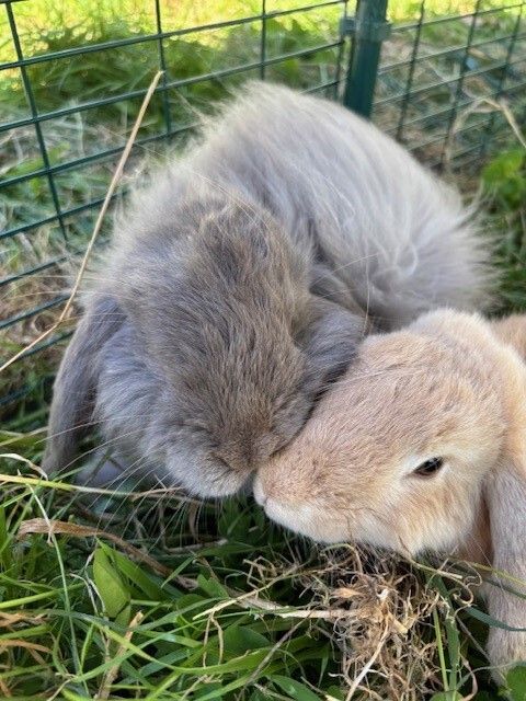 Gallery image: Gandalf