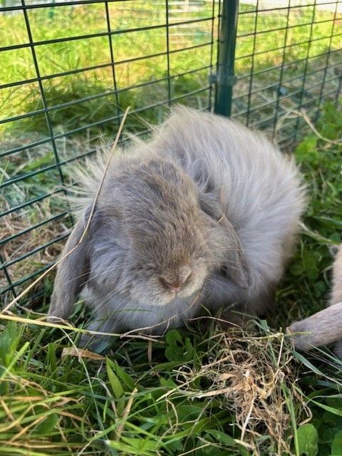 Gallery image: Gandalf