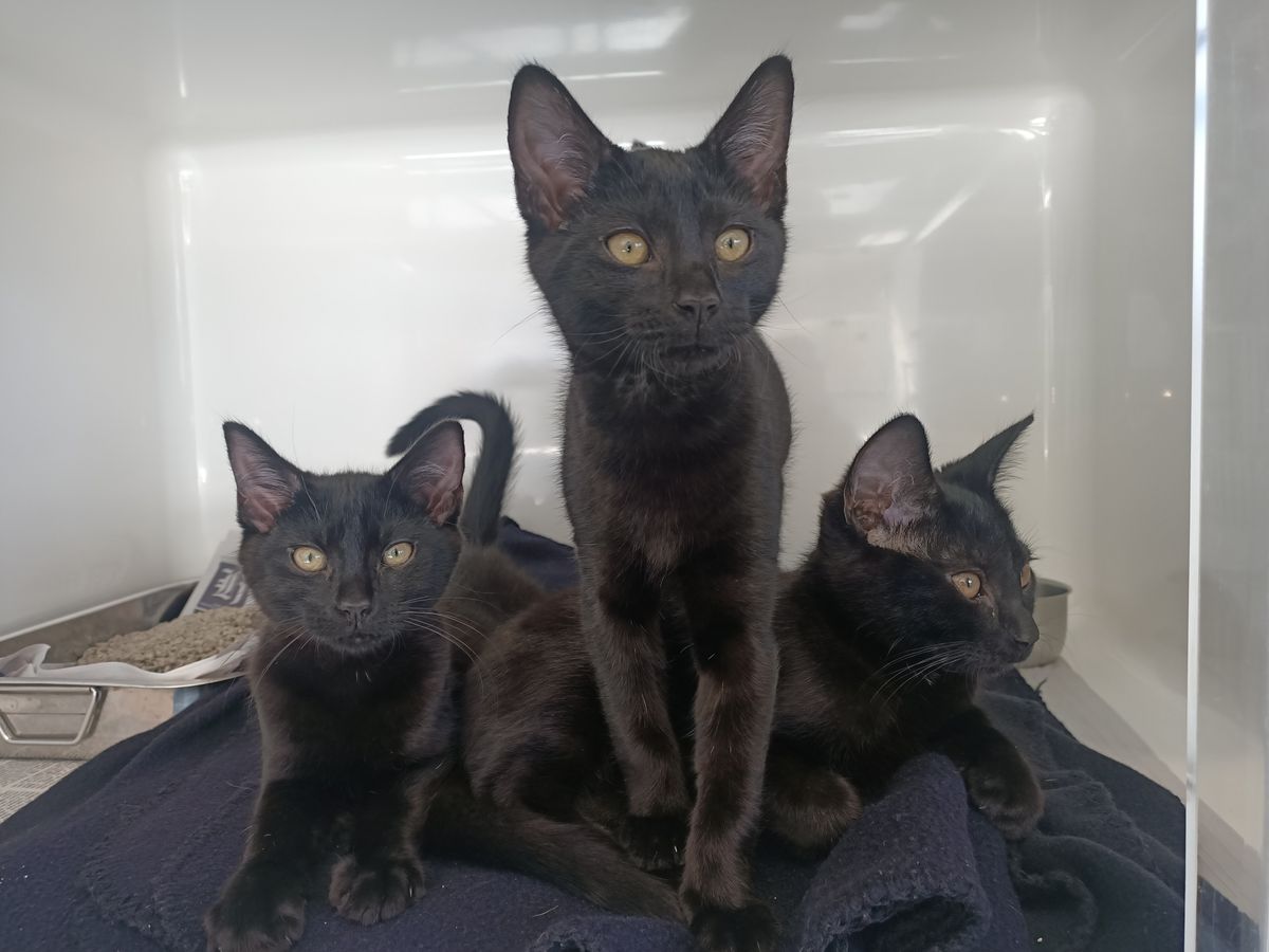 Gallery image: Raven