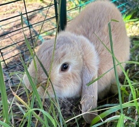 Gallery image: Elrond