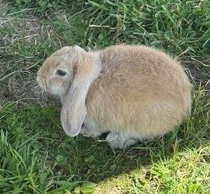 Gallery image: Elrond