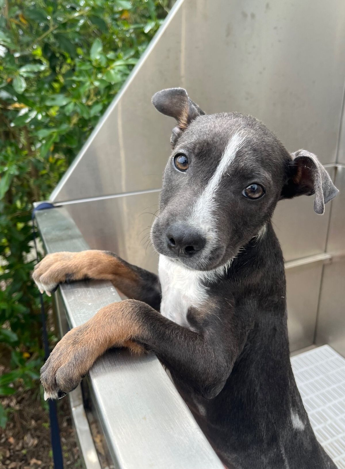 Gallery image: Hallie