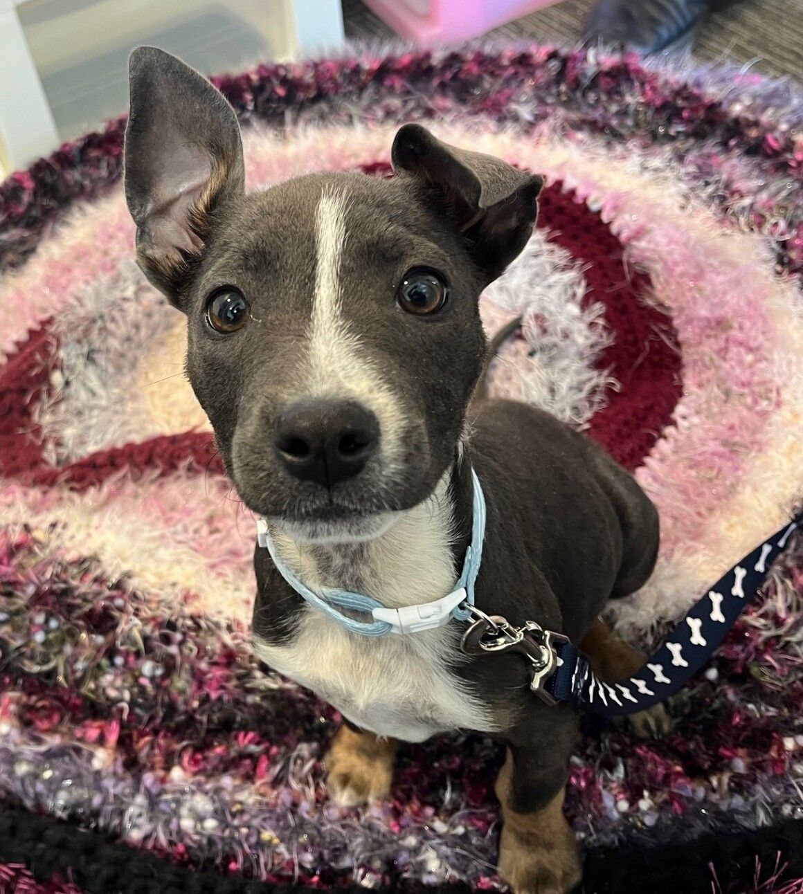 Gallery image: Hallie