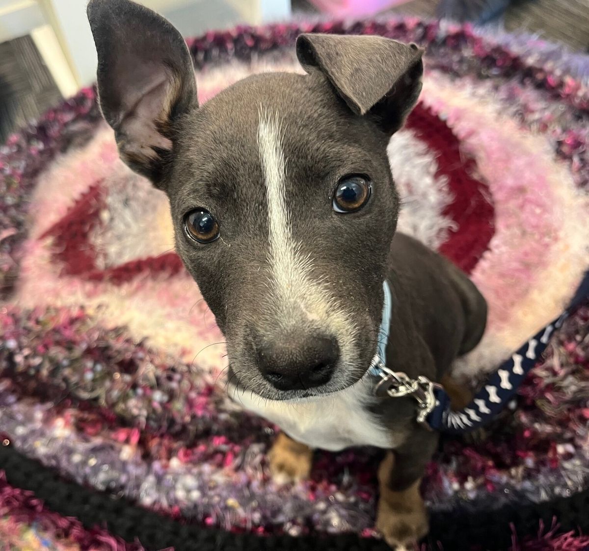 Gallery image: Hallie