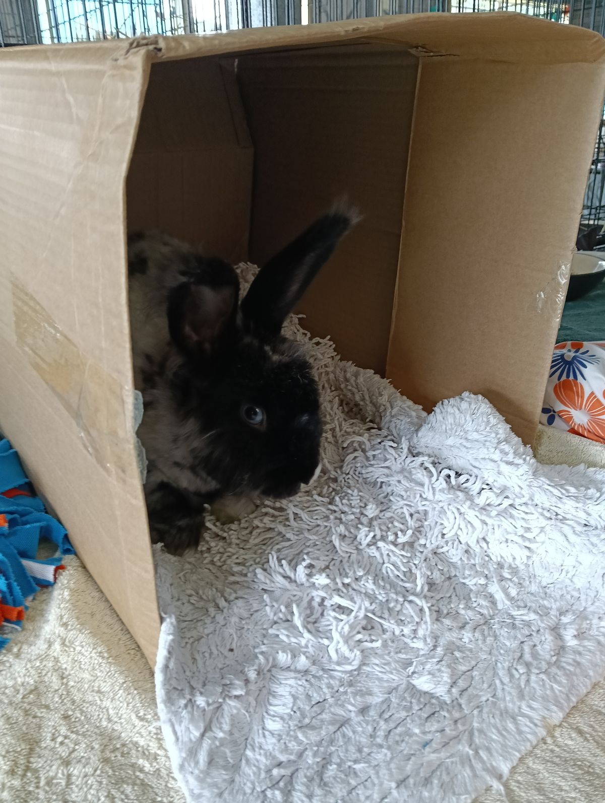 Gallery image: Daphne 