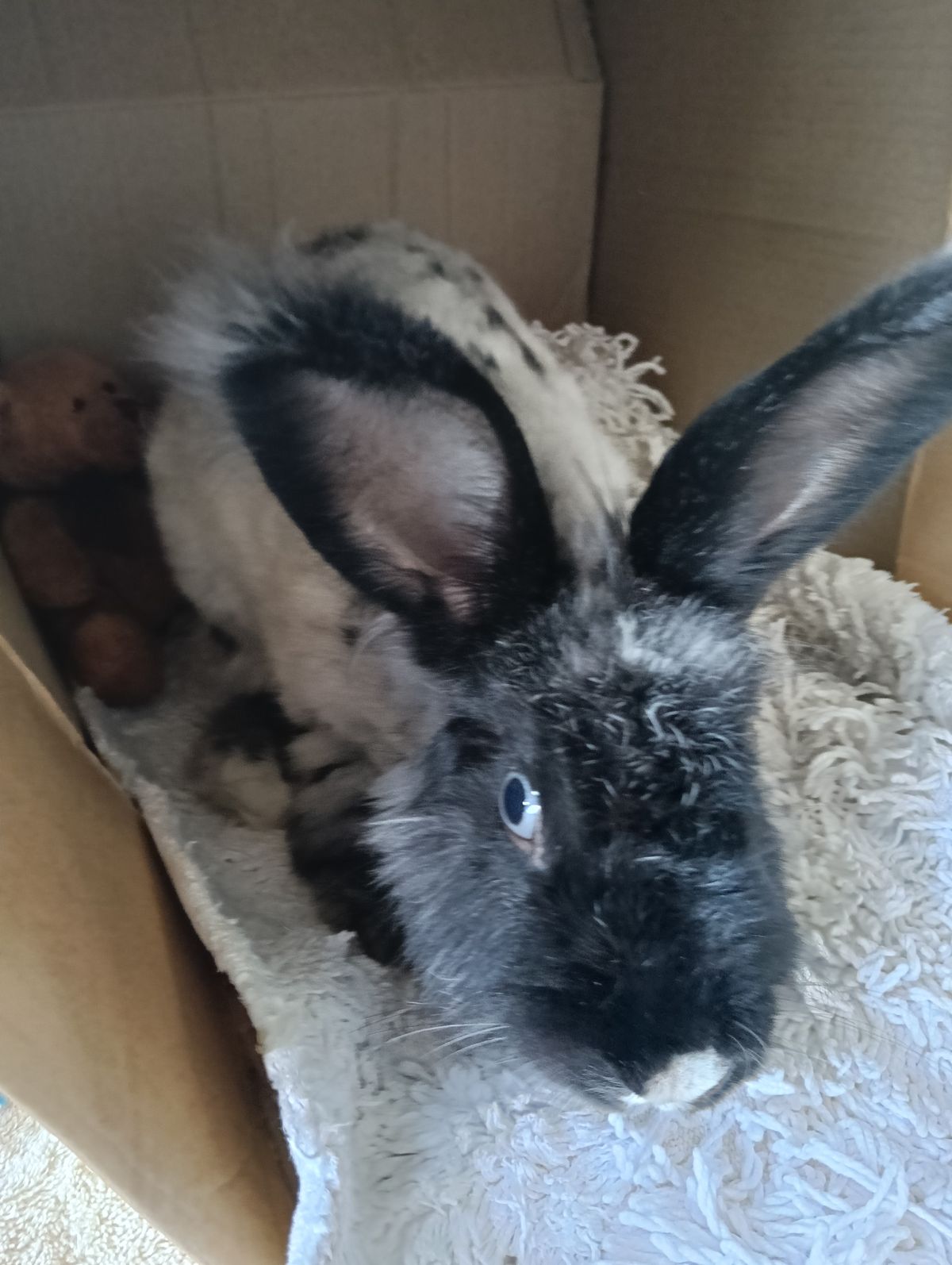 Gallery image: Daphne 