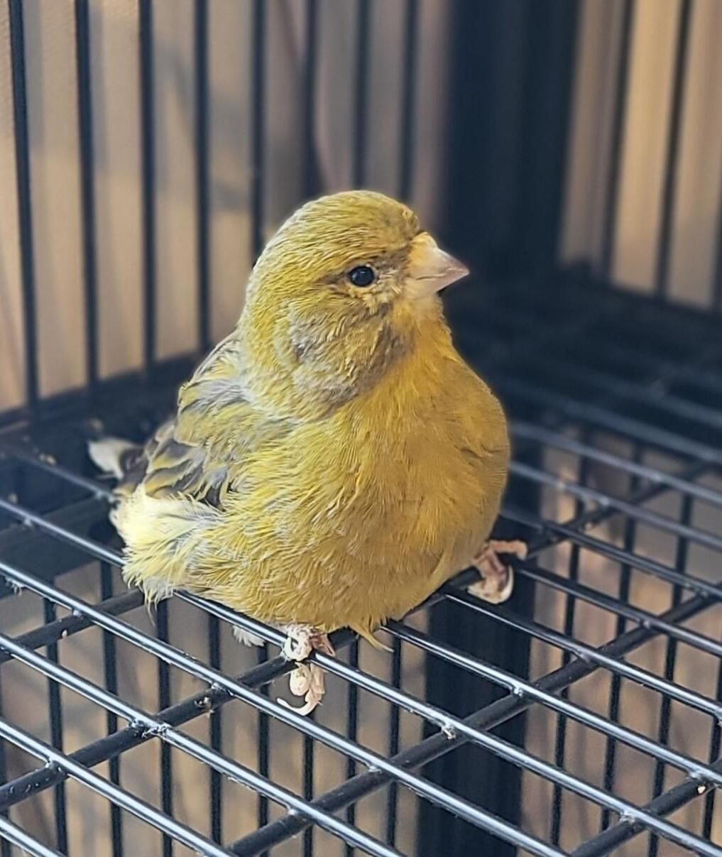 Gallery image: Zippy