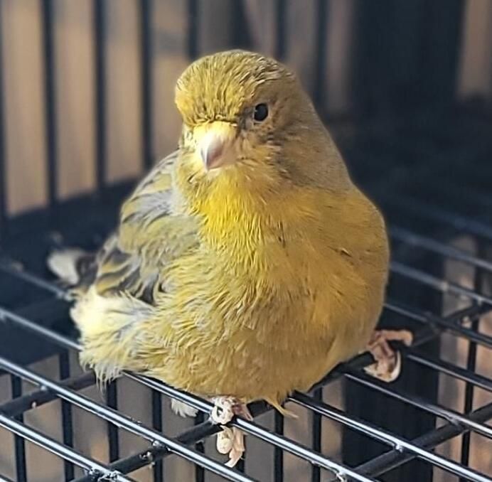 Gallery image: Zippy