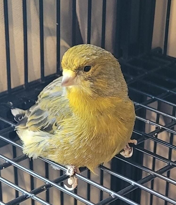 Gallery image: Zippy