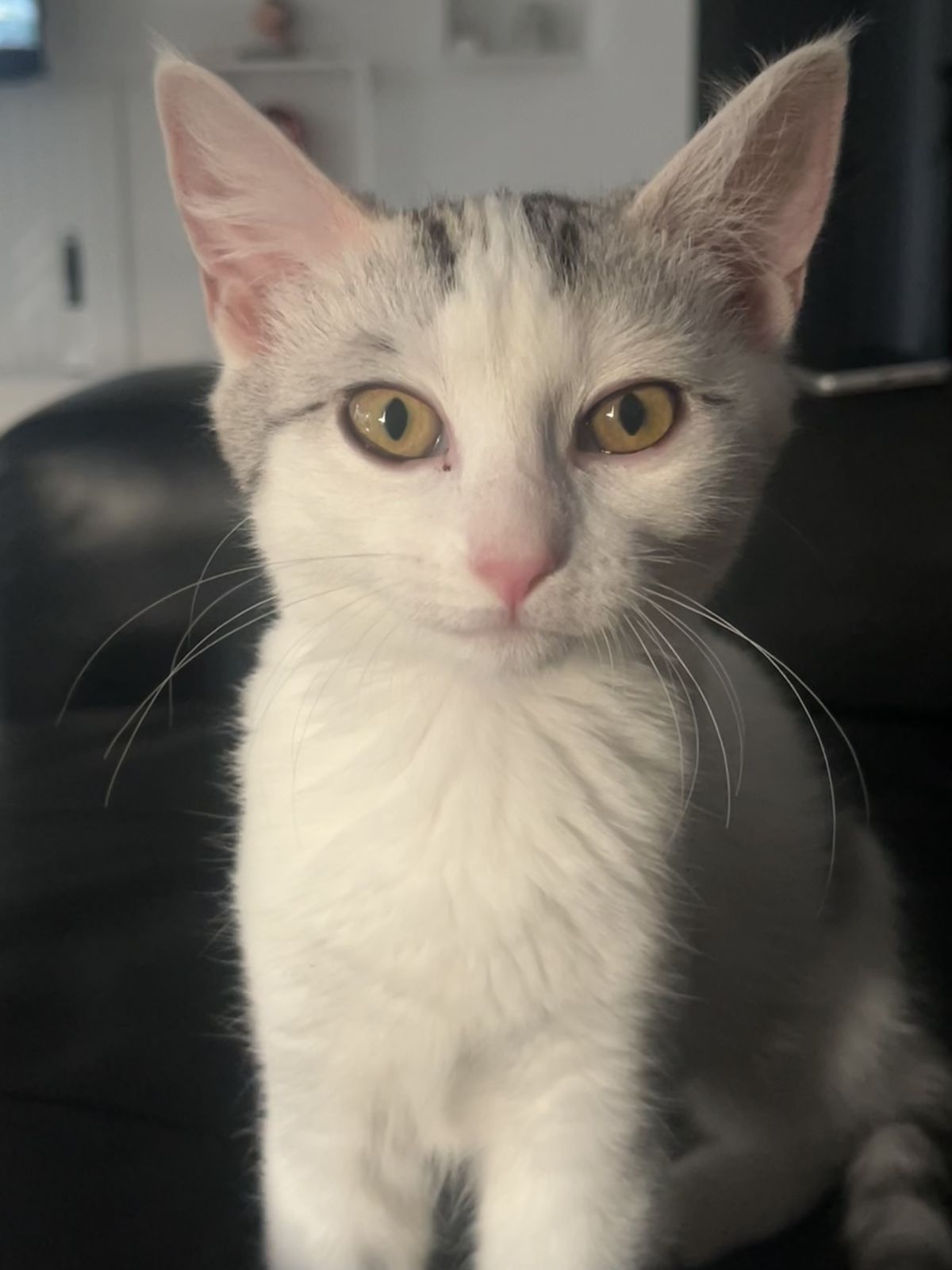 Gallery image: Jolyne