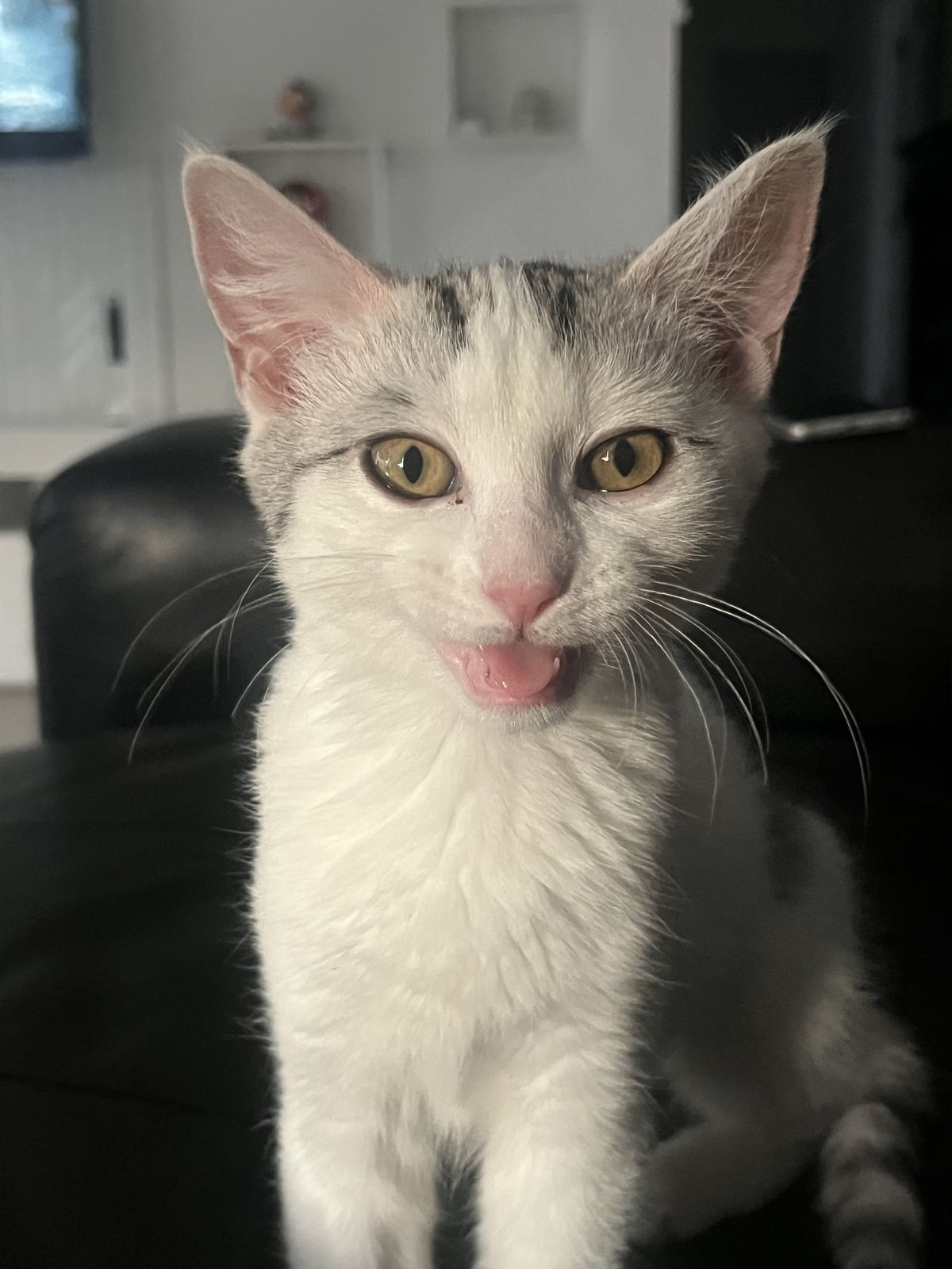 Gallery image: Jolyne