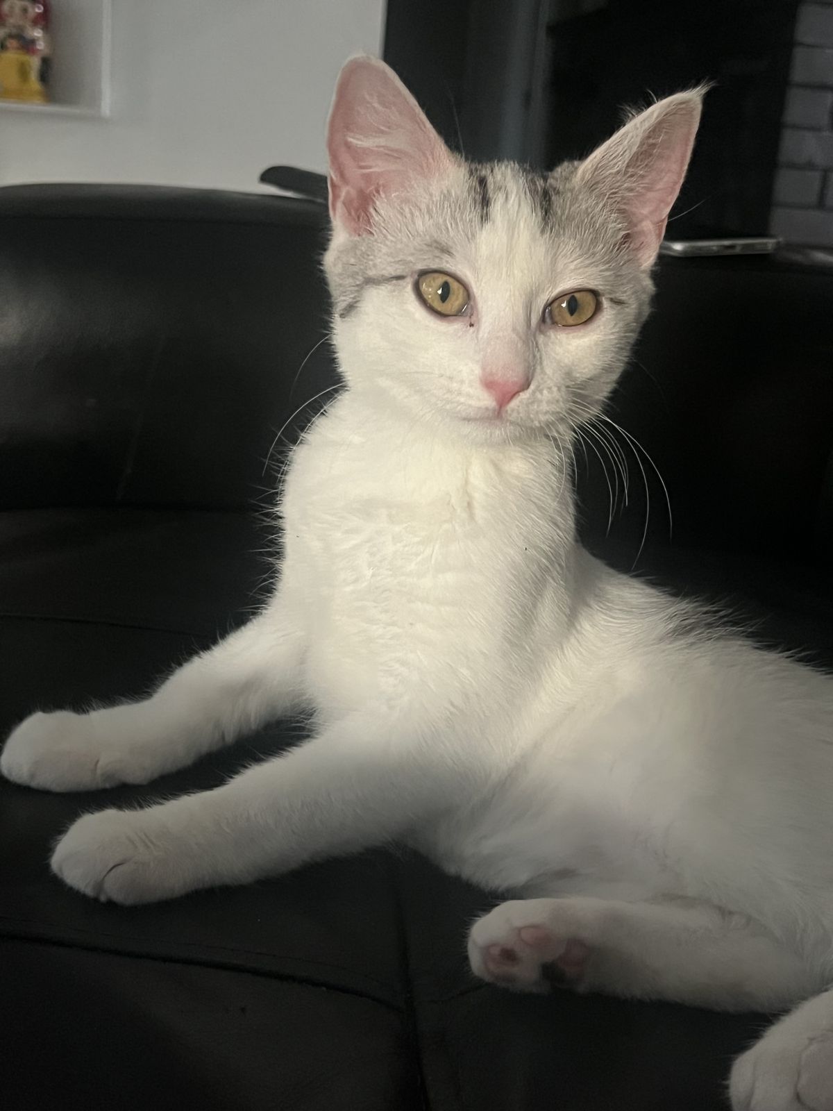 Gallery image: Jolyne