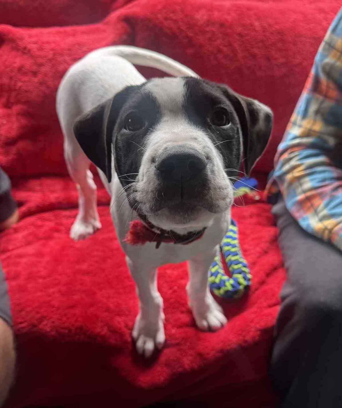 Gallery image: Archer