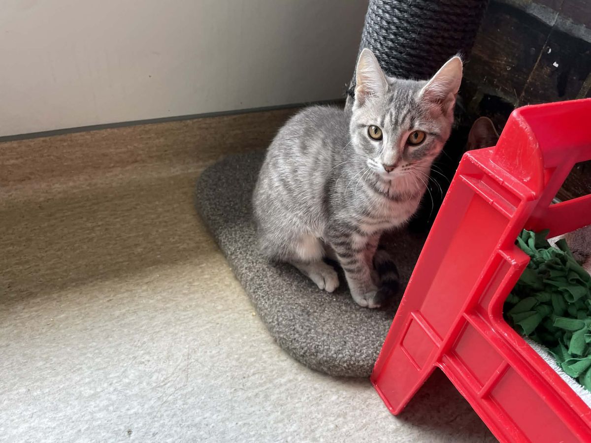 Gallery image: Stella