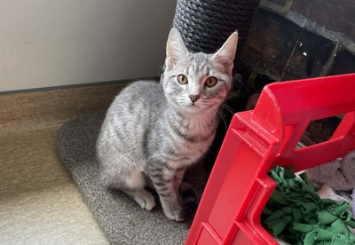 Stella - Domestic Short Hair