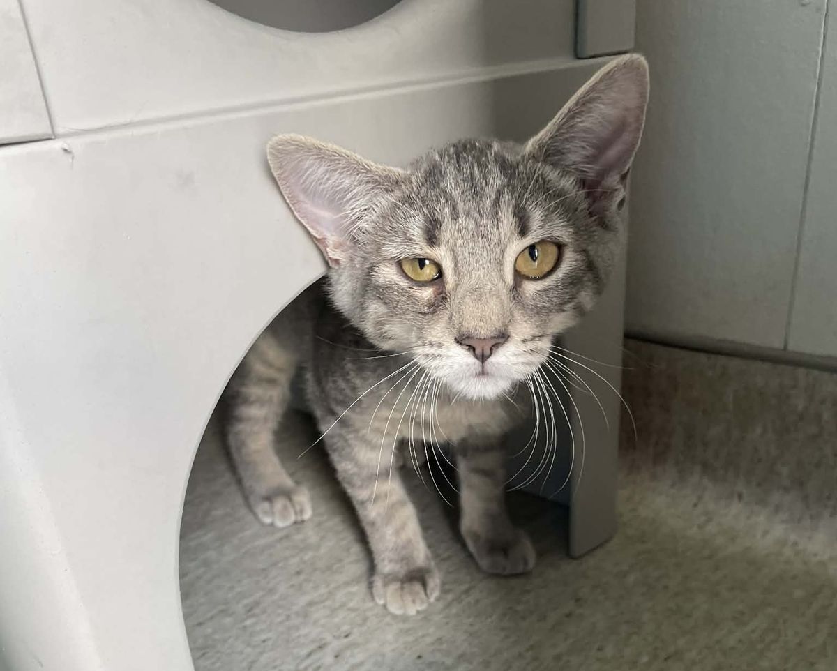 Gallery image: Stella